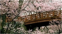 mediation bridge